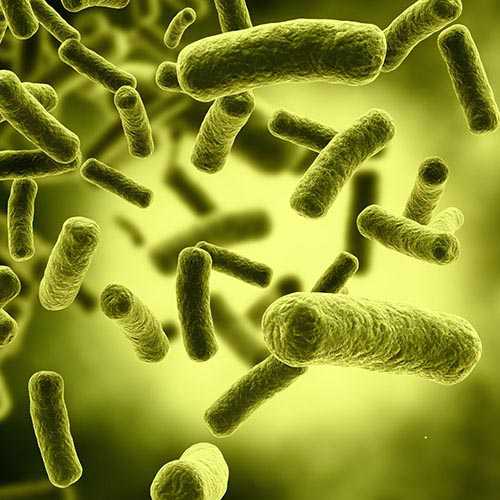 bitki bakteri hastalıkları dersi